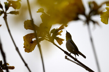 Swinhoe's White-eye (Zosterops simplex) perched on Handroanthus chrysanthus branch in Nam Cheong,...