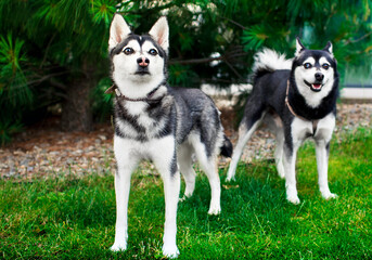 Two Alaskan Klee Kais are standing on the grass against a tree background. The dogs are following the command. They are looking ahead attentively. Training. The photo is blurred and horizontal