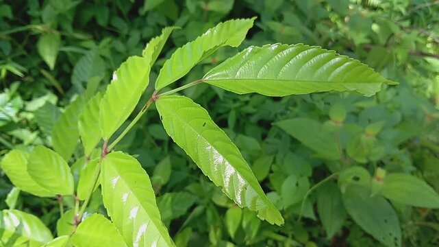 Closeup of leea indica plant. Also known as bandicoot berry plant.