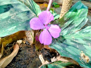 Temu rapet or kunci pepet (Kaempferia rotunda L.) is a type of rhizome spice that is closely...