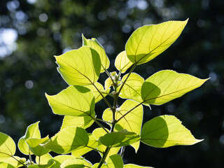 梶の木の新芽と若葉
