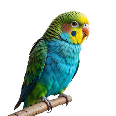 Fototapeta premium Vibrant Green and Blue Budgie Parrot Perched on Branch Detailed Close Up