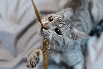 おもちゃで遊ぶ可愛い猫　サバトラ猫