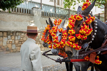A man in traditional Andalusian attire stands beside three mules adorned with vibrant red and...