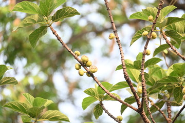 Ficus racemosa fruits. Its other names cluster fig, red river fig and gular. This  is a species of plant in the family Moraceae. It is native to Australia and tropical Asia.