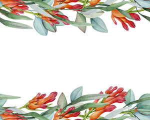 Red kangaroo paw flower with eucalyptus leaves floral decor seamless border element. Watercolor illustration. Australia native plants elegant seamless border design decoration on white background