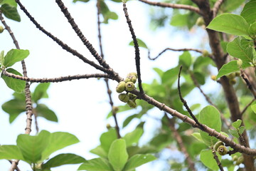 Ficus racemosa fruits. Its other names cluster fig, red river fig and gular. This  is a species of plant in the family Moraceae. It is native to Australia and tropical Asia.