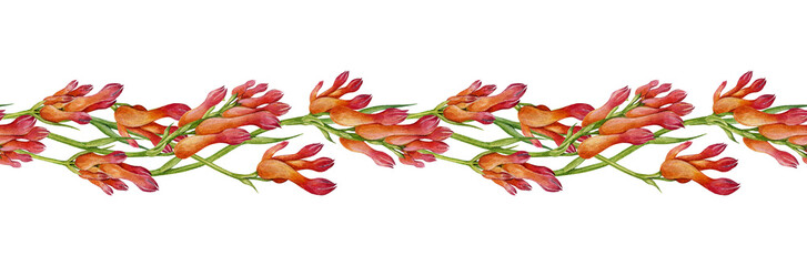 Kangaroo paw plant seamless border flower decor element. Watercolor vintage style illustration. Hand drawn Anigozanthos Australia native wildflower. Kangaroo paw floral decoration on white background