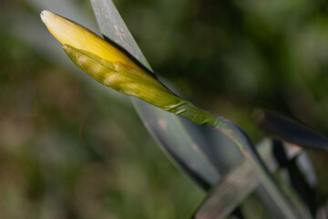 Narcissus bud -Narcissus Pseudonarcissus- It is formally called Narcissus pseudonarcissus subsp. leonensis, a species almost exclusively native to León. 