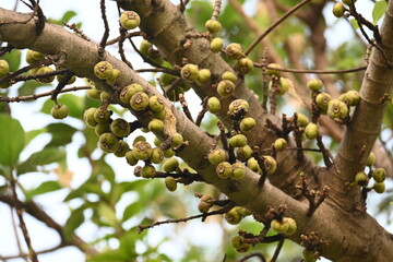 Ficus racemosa fruits. Its other names cluster fig, red river fig and gular. This  is a species of plant in the family Moraceae. It is native to Australia and tropical Asia.