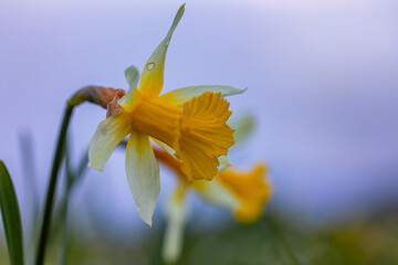 Narcissus pseudonarcissus.  a species almost exclusively native to León. Native to the climate of certain areas of the Cantabrian Mountains.