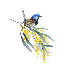 Fairy wren bird on golden wattle tree branch watercolor illustration. Realistic hand drawn Australian native bird perched on yellow acacia twig with flowers. Fairy-wren with floral vintage decor