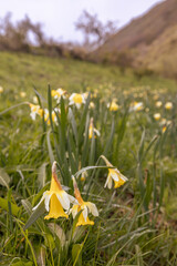 Narcissus pseudonarcissus.  a species almost exclusively native to León. Native to the climate of certain areas of the Cantabrian Mountains.