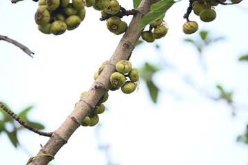 Ficus racemosa fruits. Its other names cluster fig, red river fig and gular. This  is a species of plant in the family Moraceae. It is native to Australia and tropical Asia.