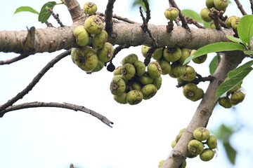 Ficus racemosa fruits. Its other names cluster fig, red river fig and gular. This  is a species of plant in the family Moraceae. It is native to Australia and tropical Asia.
