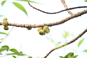Ficus racemosa fruits. Its other names cluster fig, red river fig and gular. This  is a species of plant in the family Moraceae. It is native to Australia and tropical Asia.