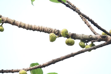 Ficus racemosa fruits. Its other names cluster fig, red river fig and gular. This  is a species...