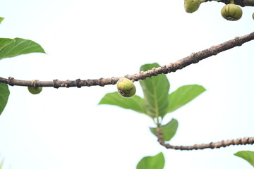 Ficus racemosa fruits. Its other names cluster fig, red river fig and gular. This  is a species of plant in the family Moraceae. It is native to Australia and tropical Asia.
