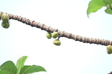 Ficus racemosa fruits. Its other names cluster fig, red river fig and gular. This  is a species of plant in the family Moraceae. It is native to Australia and tropical Asia.