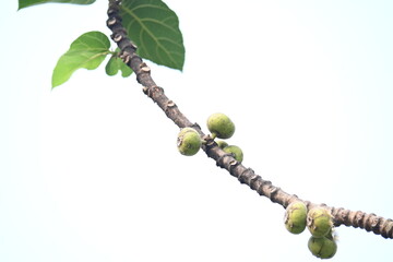 Ficus racemosa fruits. Its other names cluster fig, red river fig and gular. This  is a species of plant in the family Moraceae. It is native to Australia and tropical Asia.
