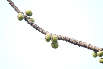 Ficus racemosa fruits. Its other names cluster fig, red river fig and gular. This  is a species of plant in the family Moraceae. It is native to Australia and tropical Asia.