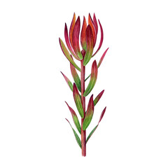 Leucadendron safari sunset evergreen shrub stem with leaves watercolor vintage style botanical illustration. Hand drawn leucadendron plant stem element isolated on white background