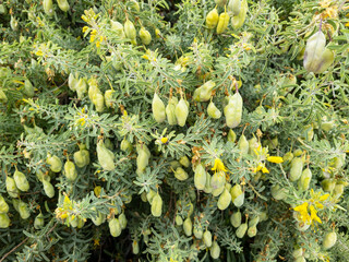 Closeup of dense foliage with green seed pods of Bladderpod or Cleome isomeris or Peritoma arborea,...