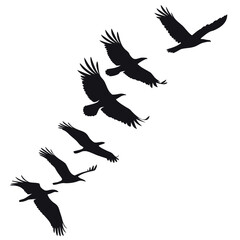Black silhouettes of eagles in flight across a white background bird flying
