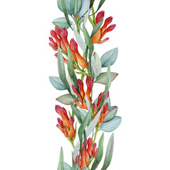 Red kangaroo paw flower with eucalyptus leaves floral decor seamless border element. Hand drawn vintage style watercolor illustration. Australia native florals elegant seamless border decoration