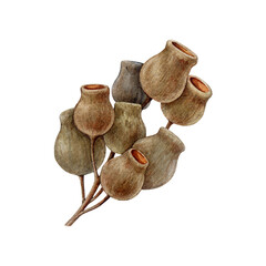 Eucalyptus seed pods watercolor botanical illustration. Hand drawn gum tree seeds isolated on white background. Eucalyptus dry seed fruit Australian flora natural element