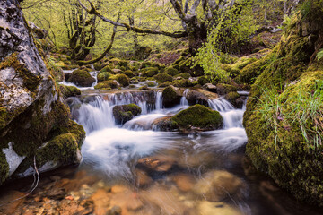Stream and beech forest.  This beech forest never ceases to amaze, always providing different photographs depending on the season and the flow.
