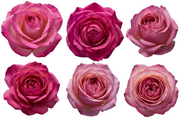 Fototapeta premium Assorted pink roses on transparent PNG background. Flatlay top view of rose flowers. Floral graphic resources. Created with Generative AI. 