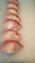 Fresh Red Snapper Displayed on Ice: A Seafood Market Still Life Composition
