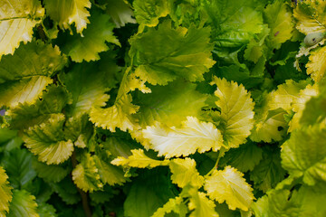 Ulmus &times; hollandica 'Wredei', or 'Dampieri Aurea, Golden Elm green leaves close up, abstract natural backdrop