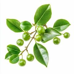 hippomane mancinella manchineel tree leaves and small green fruits isolated on white transparent background