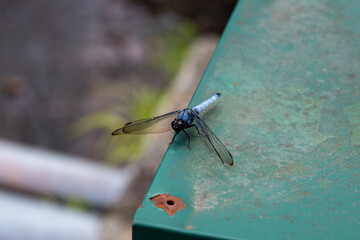 シオカラトンボ