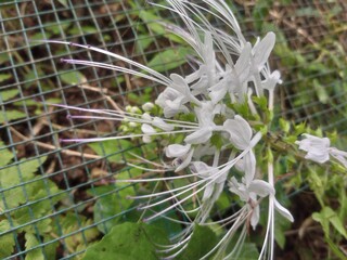 A close-up of Orthosiphon aristatus, commonly known as Cat's Whiskers flower (Kumis Kucing), a popular herbal plant in Southeast Asia