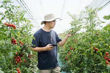 asian male farmer working in greenhouse