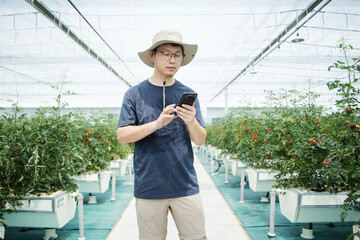 asian male farmer working in greenhouse