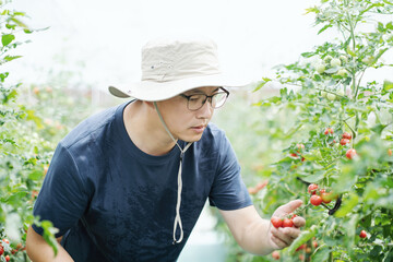 asian male farmer working in greenhouse