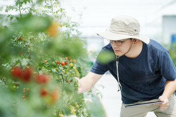asian male farmer working in greenhouse