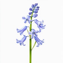 hyacinthoides nonscripta bluebell plant bluebell shaped flowers on a tall green stem isolated on white transparent background