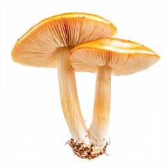 hygrocybe waxcap mushroom bright cap isolated on white transparent background
