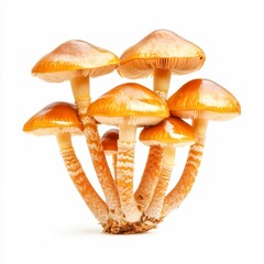 hygrophorus mushroom waxy cap isolated on white transparent background