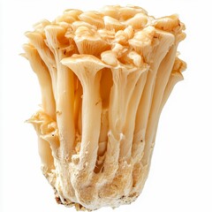 hymenopellis radicata rooting shank mushroom isolated on white transparent background