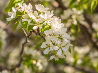White blossoming apple trees in the sunset light. Spring season, spring colors.