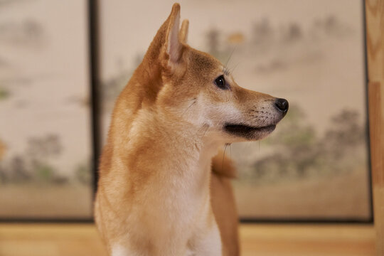 portrait of a shiba inu