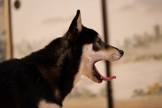 portrait of a Shiba Inu, yawn