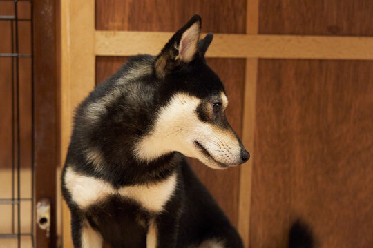 shiba inu dog