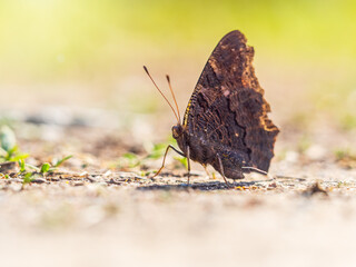 Peacock butterfly on the ground among the grass